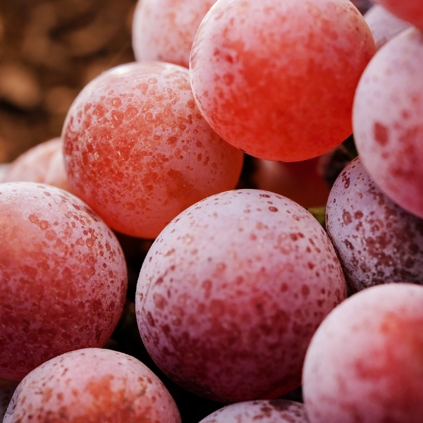 alt= vini piwi da vitigni resistenti